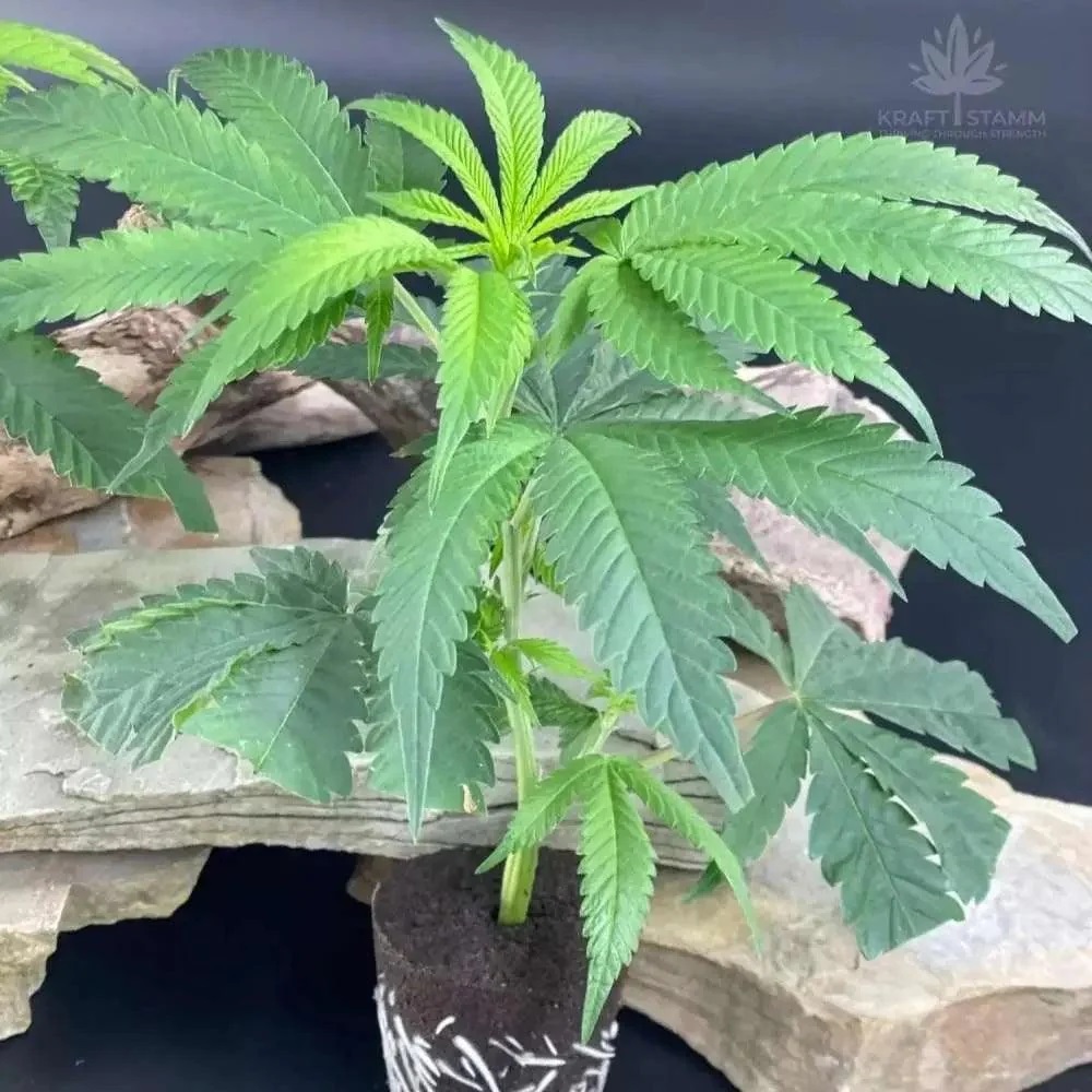 Bild von Agent Orange