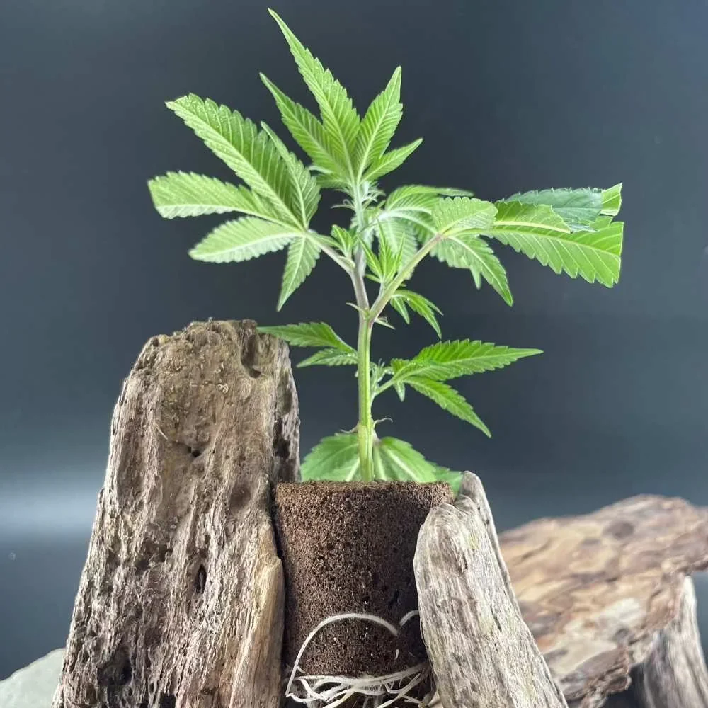 Bild von Blackberry Moonrock