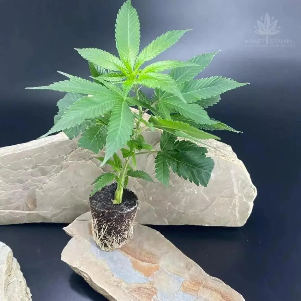 Bild von Frozen Black Cherry