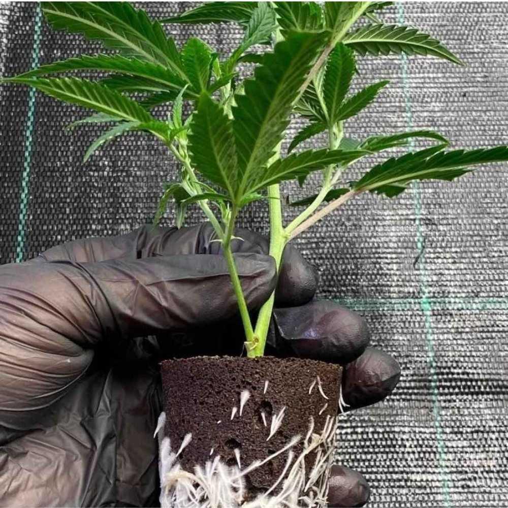 Bild von Gorilla Zkittlez