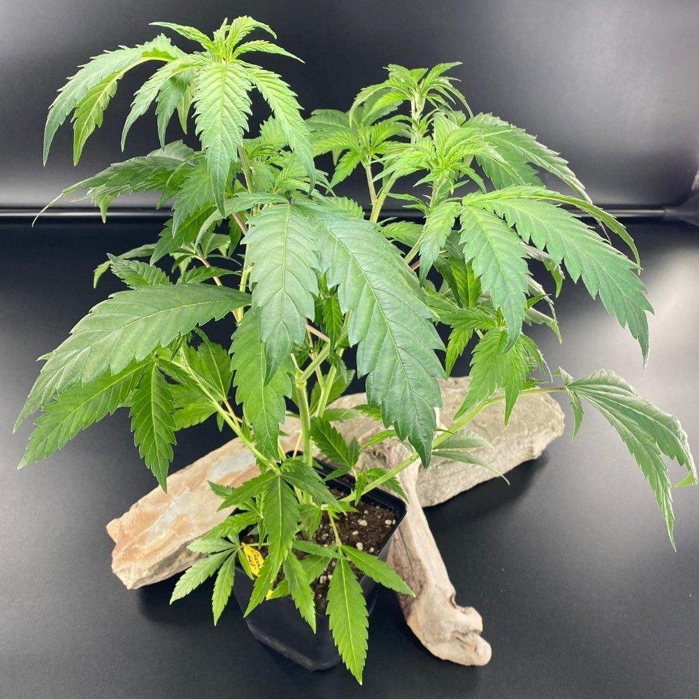 Bild von Chocolate Haze