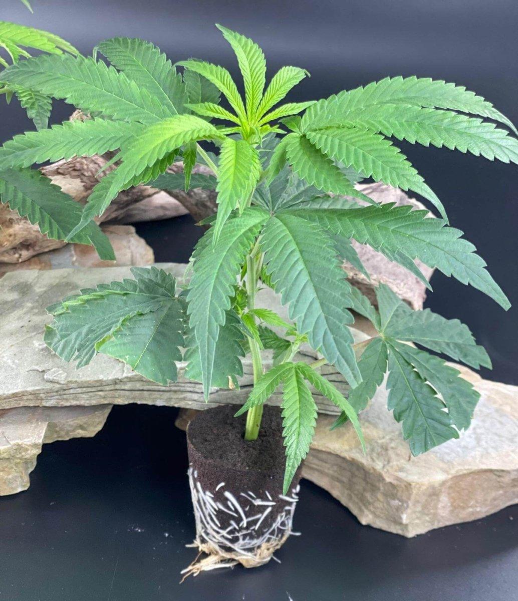 Bild von Coconut Cloud