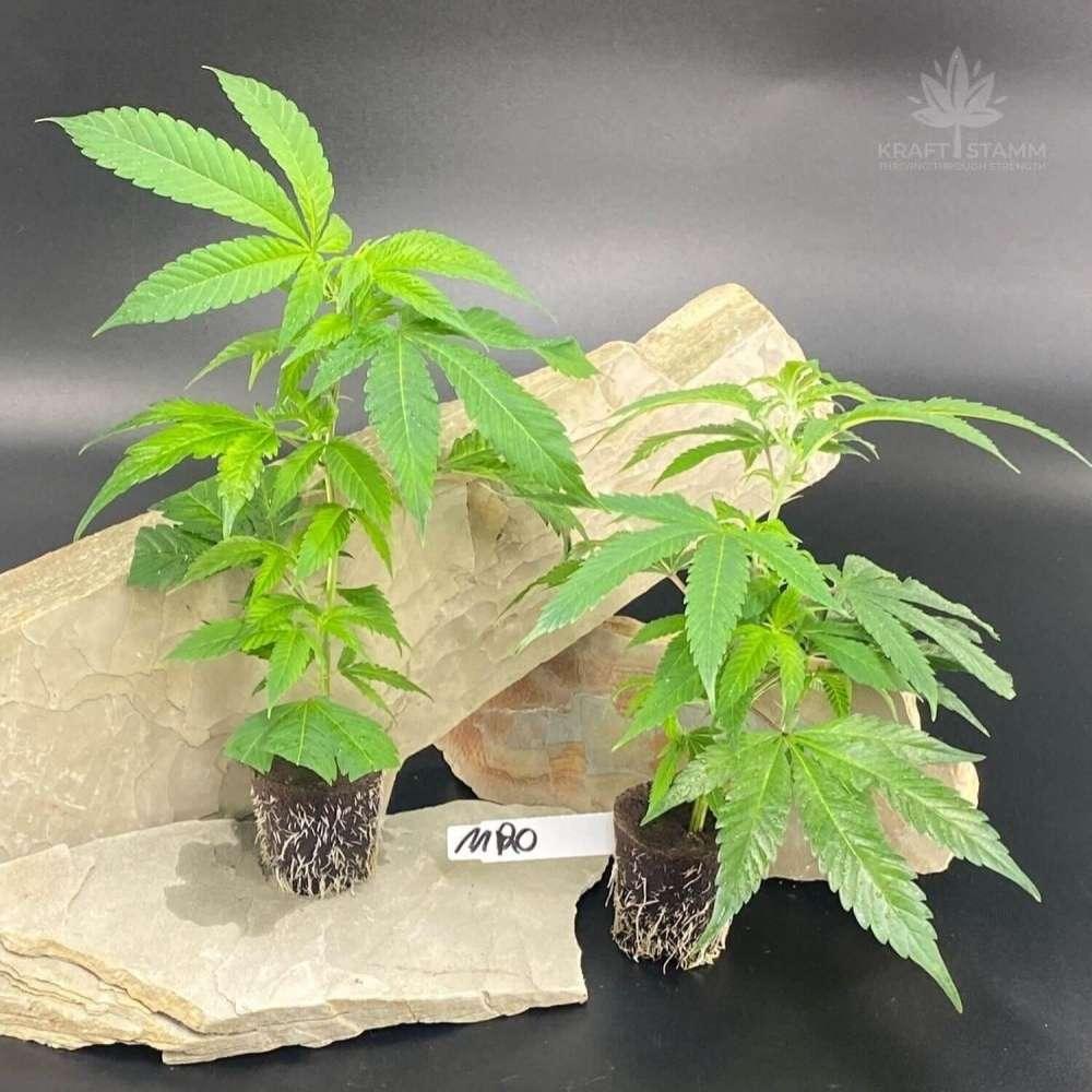 Bild von Eleven Rosé